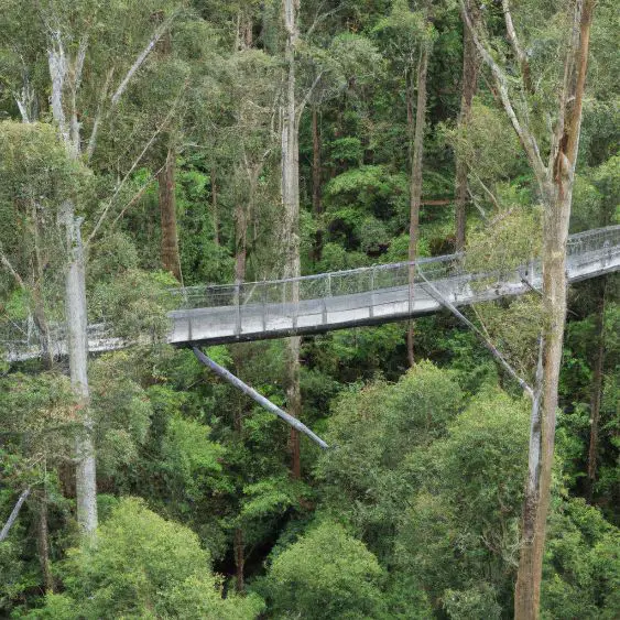 Otway Fly Treetop Adventures : Interesting Facts, Information &#038; Travel Guide